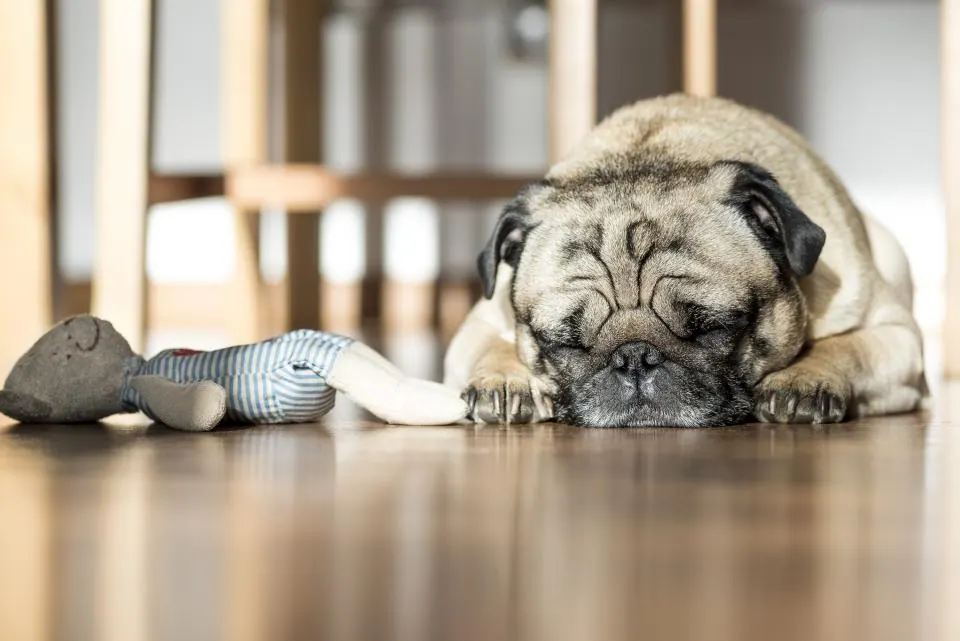 Dog Sleeping