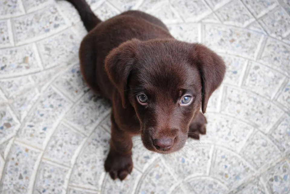 Dog Puppy
