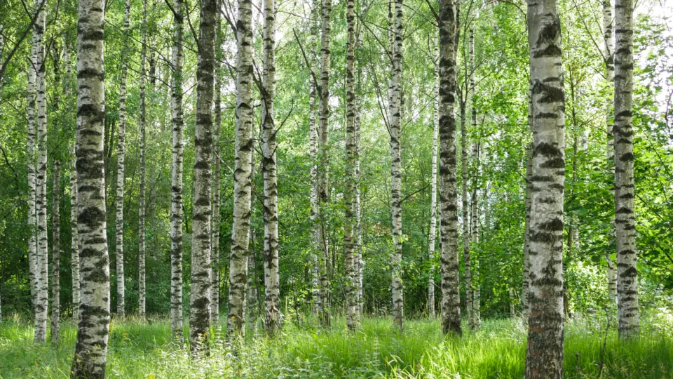 Nature Path