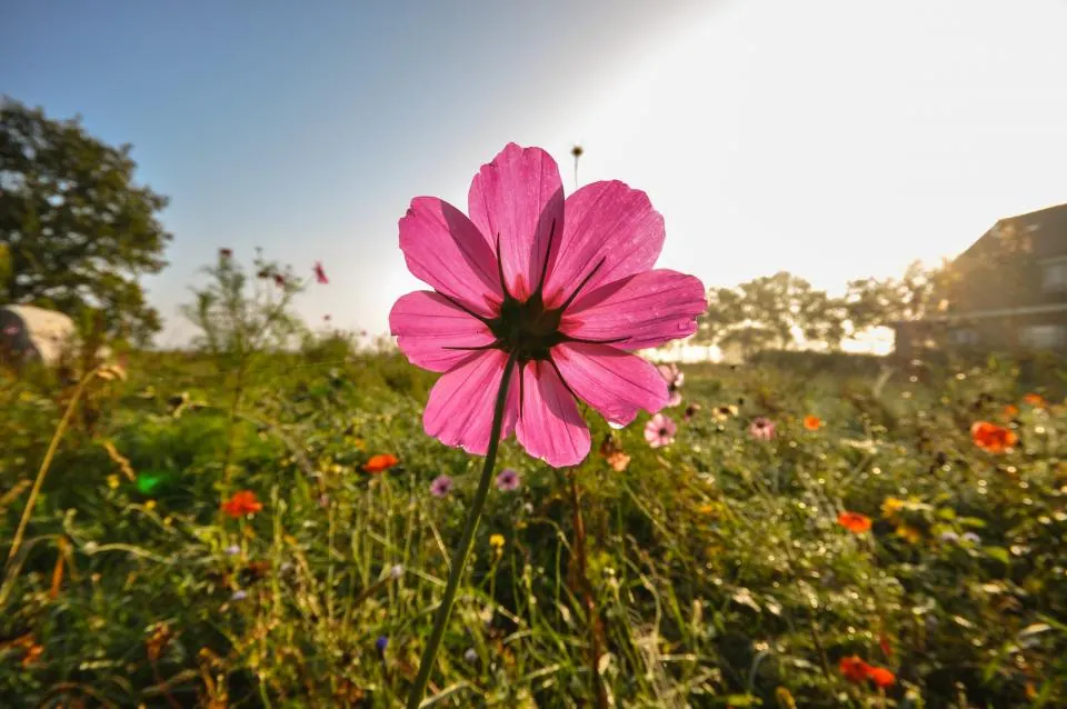 Wildflowers Fields